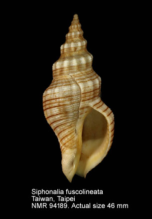 Siphonalia fuscolineata.jpg - Siphonalia fuscolineata (Pease,1860)